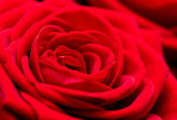Red rose flowers as background.