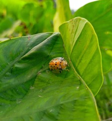 gold ladybugs