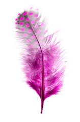 Pink feather isolated on white background.