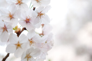 満開の桜 ソメイヨシノ 右側にコピースペース クロースアップ  ぼかした背景 日本 桜2020
