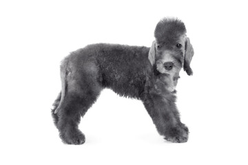 Two month old cute Bedlington Terrier puppy standing over white