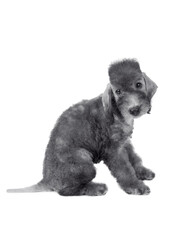 Two month old cute Bedlington Terrier puppy sitting in the studio over white