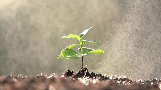 Coffee trees reborn in the farmland A soft morning sun shines on the coffee seedlings and a soft drop of water.