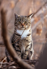 Fototapeta premium Portrait of a cat in the branches of a tree