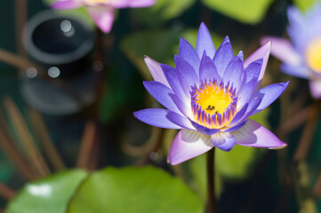 purple water lilly