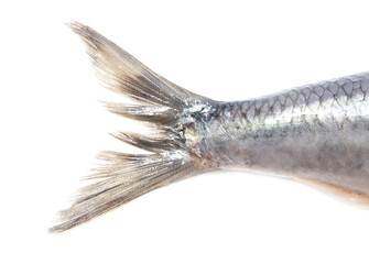 Herring tail isolated on white background.