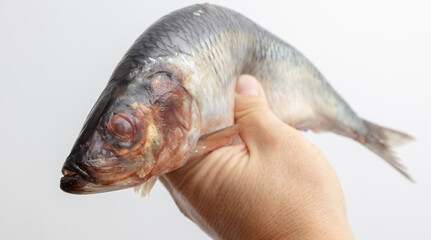 Salted herring in hand isolated on white