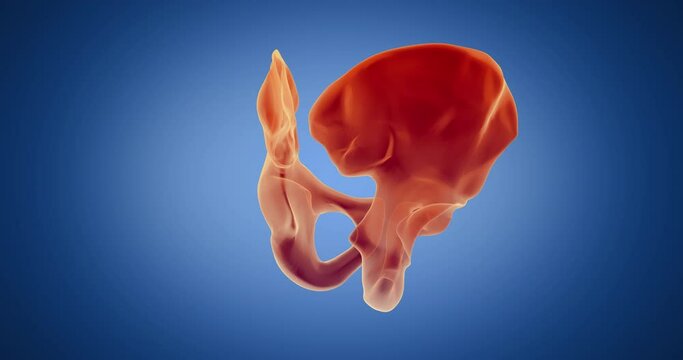 Pelvic bone, hip bone x-ray style, internal organs 3D render, anatomy of the human body, blue background