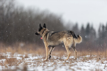 Fototapeta na wymiar Mixed breed shepherd dog walking in winter field