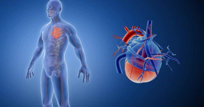 Heart, circulatory system x-ray style, internal organs 3D render, anatomy of the human body, blue background