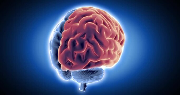 Brain x-ray style, internal organs 3D render, anatomy of the human body, blue background