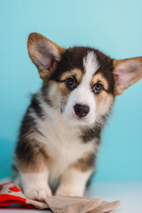 Photo of a Pembroke Welsh Corgi puppy in red, tricolor colors, for the exhibition on a gray background. friendly dog, smiling and happy