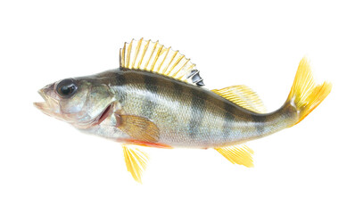 Perch fish isolated on white