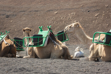 Camels from behind resting with green seats on back in Timanfaya National park. Tourist ride attraction in the desert of Lanzarote island. Travel destination, animal abuse concepts
