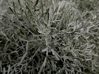 immagine di bella pianta argentea in campagna