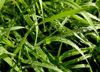 macro di steli di erba con gocce di rugiada al mattino