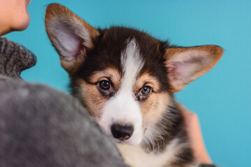 Photo of a Pembroke Welsh Corgi puppy in red, tricolor colors, for the exhibition on a gray background. friendly dog, smiling and happy