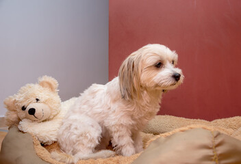 Bichon dog watching while sitting on his bed