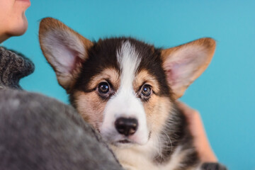 Photo of a Pembroke Welsh Corgi puppy in red, tricolor colors, for the exhibition on a gray background. friendly dog, smiling and happy