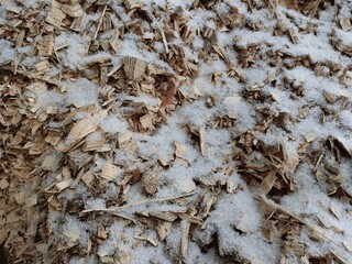 Alternative fuel, ecological fuel, biofuel Wood sawdust, sawdust close-up background. Sawdust texture