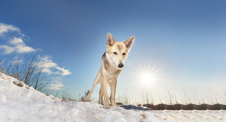 Strong healthy mongrel dog portrait in winter forest