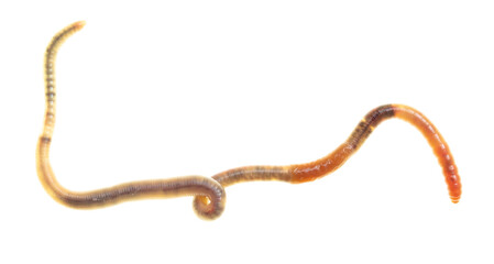 Obraz premium Earthworm on a white background.