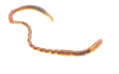 Earthworm on a white background.