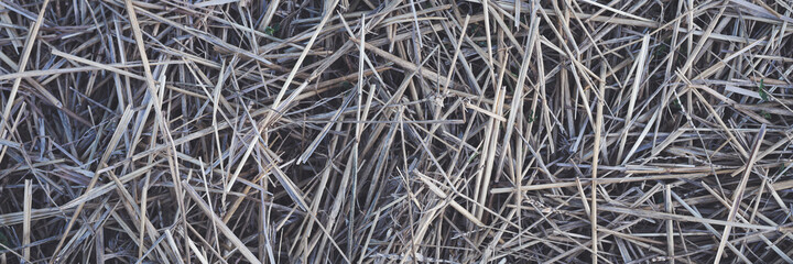 Mowed dry grass. The texture of dried straw. Wide panoramic background for design.