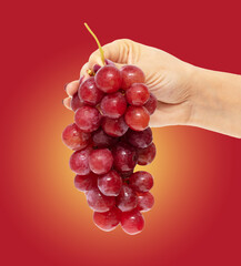 Red grapes in hand isolated on red