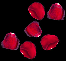 Fototapeta premium Red rose petals isolated on black