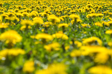 Obraz premium Field of dandelions blooming in springtime