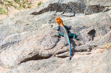 Closeup of Orange headed common Agama Rainbow Lizard