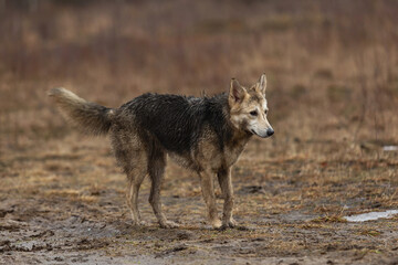 Very dirty and wet mixed breed shepherd dog