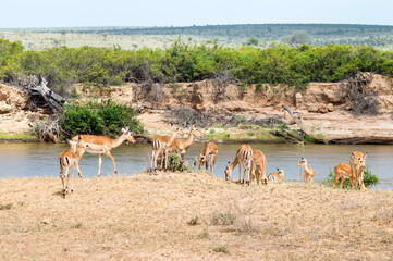 A herd of Impala antelopes seen on the Galana River