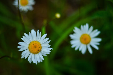 Obraz premium daisy in the grass