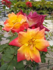 Fototapeta premium red and yellow flower