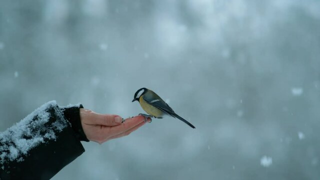 SLOW MOTION, CLOSE UP, DOF: Cute great tit bird lands on outstretched hand holding nuts and seeds. Adorable bird with colorful feathers pecks a seed out of unrecognizable woman's hand during snowstorm