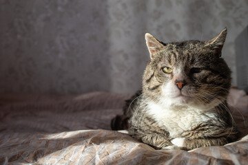 lazy and cute tabby cat stay on a bed at home