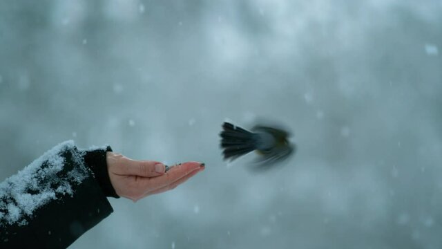 SLOW MOTION, CLOSE UP, DOF: Adorable bird with colorful feathers pecks a seed out of unrecognizable woman's hand during snowstorm. Cute great tit bird lands on outstretched hand holding nuts and seeds