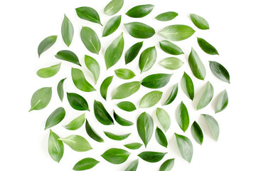 Pattern, texture with green leaves isolated on white background. flat lay, top view