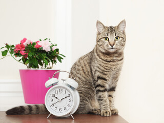 Tabby cat sits on the table near the alarm clock indoors