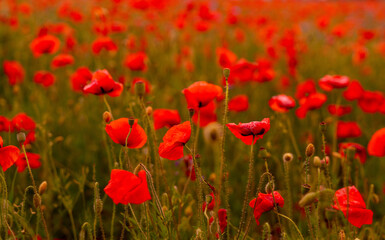 Fototapeta na wymiar Poppy flowers field at sunset or sunrise