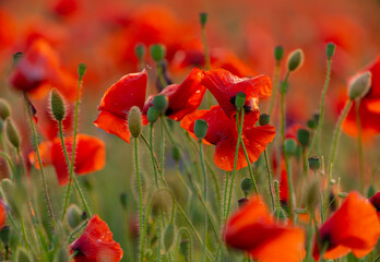 Obraz premium Poppy flowers field close-up and macro