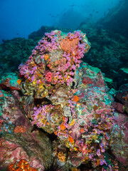 Fototapeta na wymiar Various corals growing on a rock (Mergui archipelago, Myanmar)