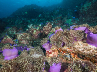 Sea anemone colony with Painted spiny lobster (Mergui archipelago, Myanmar)