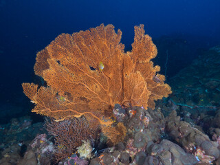 Gorgonian sea fans and disc anemones (Mergui archipelago, Myanmar)