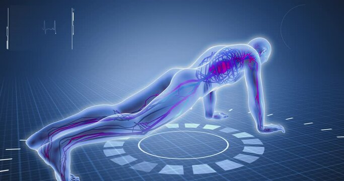 Exercise Plank, blood circulation, pulse, sport, weight lifting, gym, medical screen, human anatomy, computer anatomy, body skeleton, X-ray scan