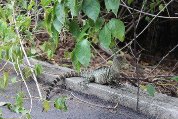 Dragon lizard at Lone Pine Koala Sanctuary