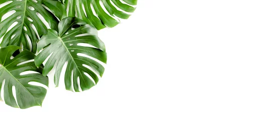Photo sur Plexiglas Monstera Tropical palm leaves Monstera on white background. Flat lay, top view.
