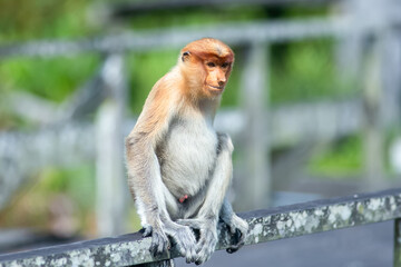The proboscis monkey (Nasalis larvatus) or long-nosed monkey is a reddish-brown arboreal Old World monkey with an unusually large nose. It is endemic to the southeast Asian island of Borneo.